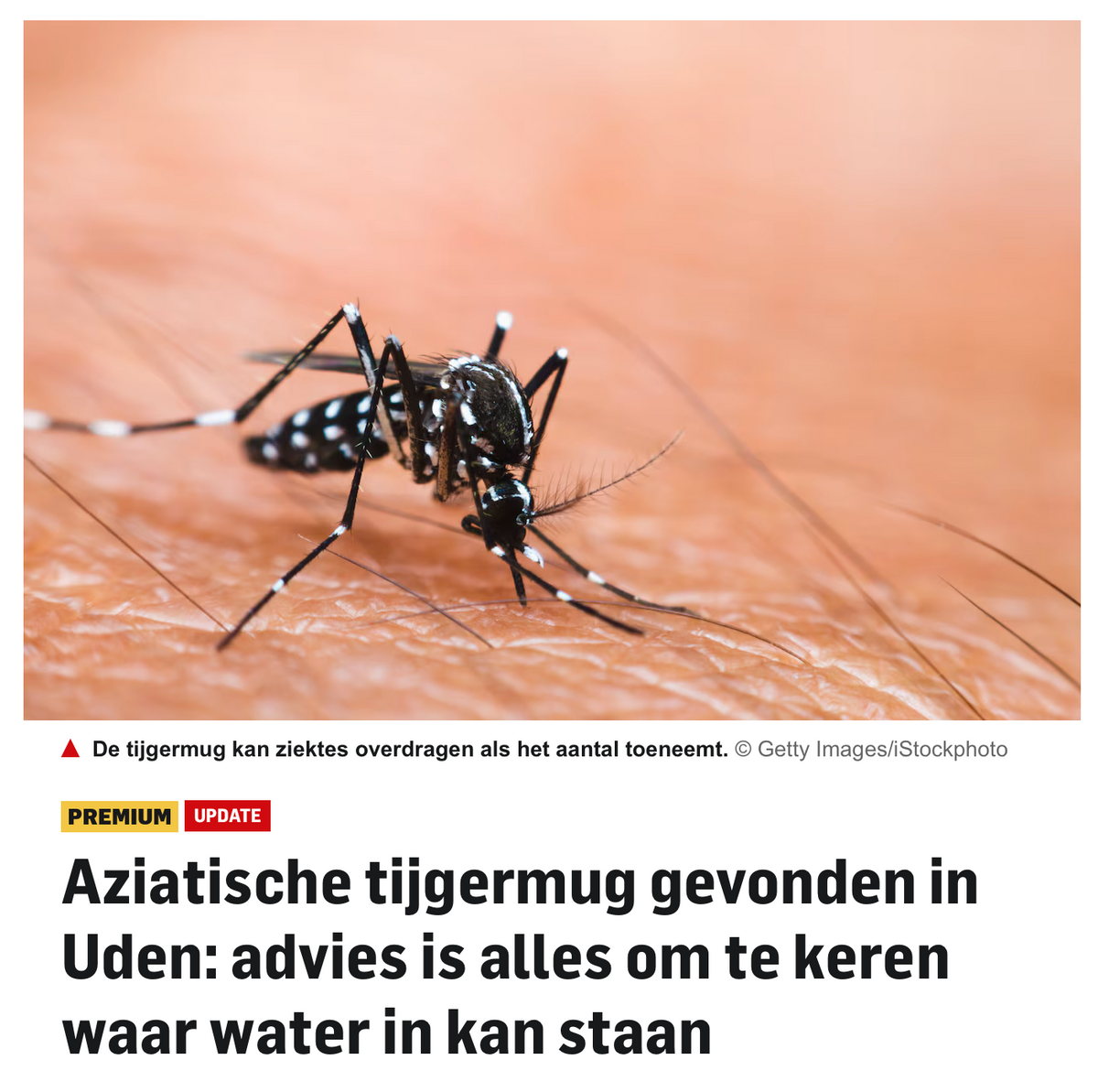 Aziatische tijgermug gesignaleerd in Nederland (Uden)