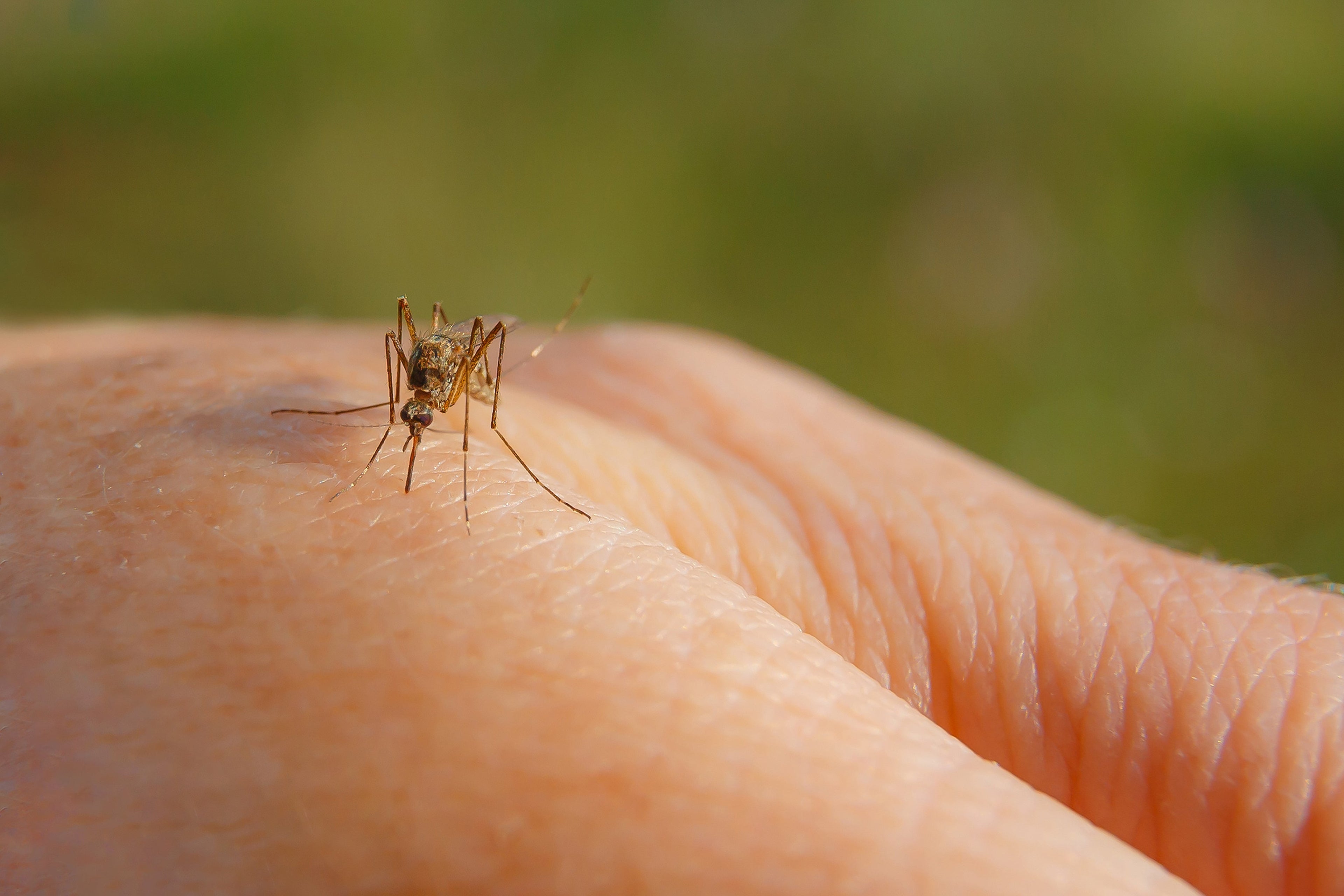 Wat is dengue en waarom is het gevaarlijk?