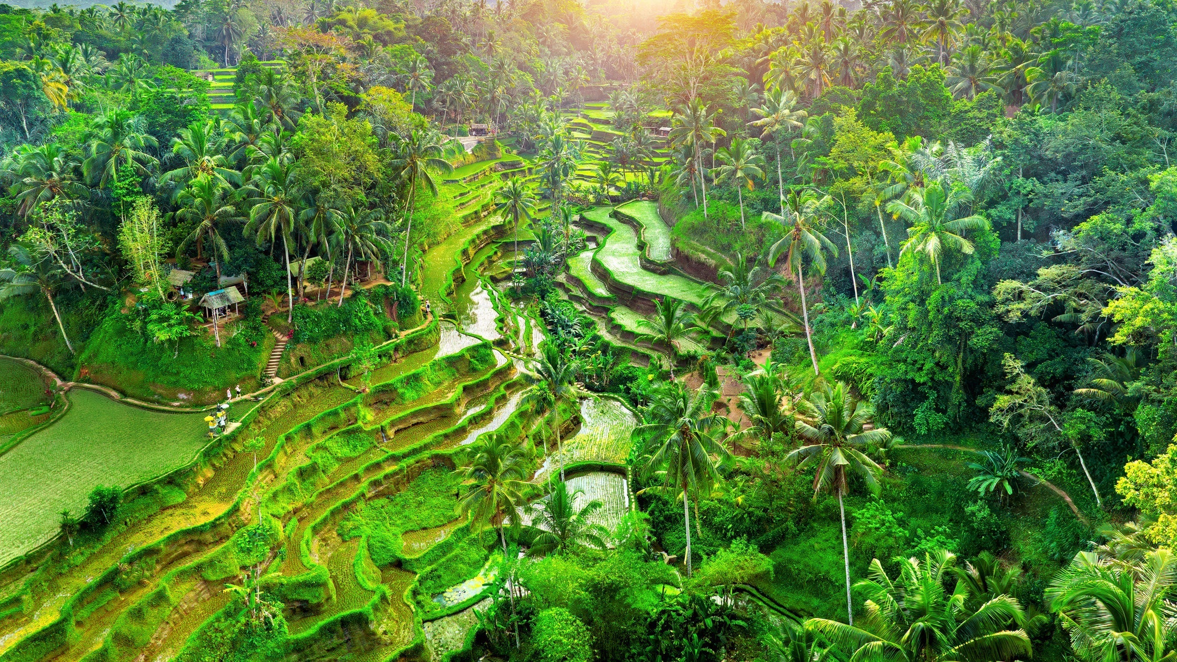Wat zijn de beste anti-muggenproducten tegen dengue in Bali?